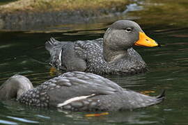 Fuegian Steamer Duck