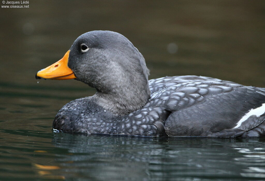 Fuegian Steamer Duck