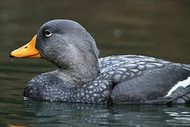 Fuegian Steamer Duck