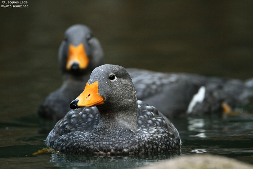 Fuegian Steamer Duck