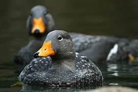 Fuegian Steamer Duck