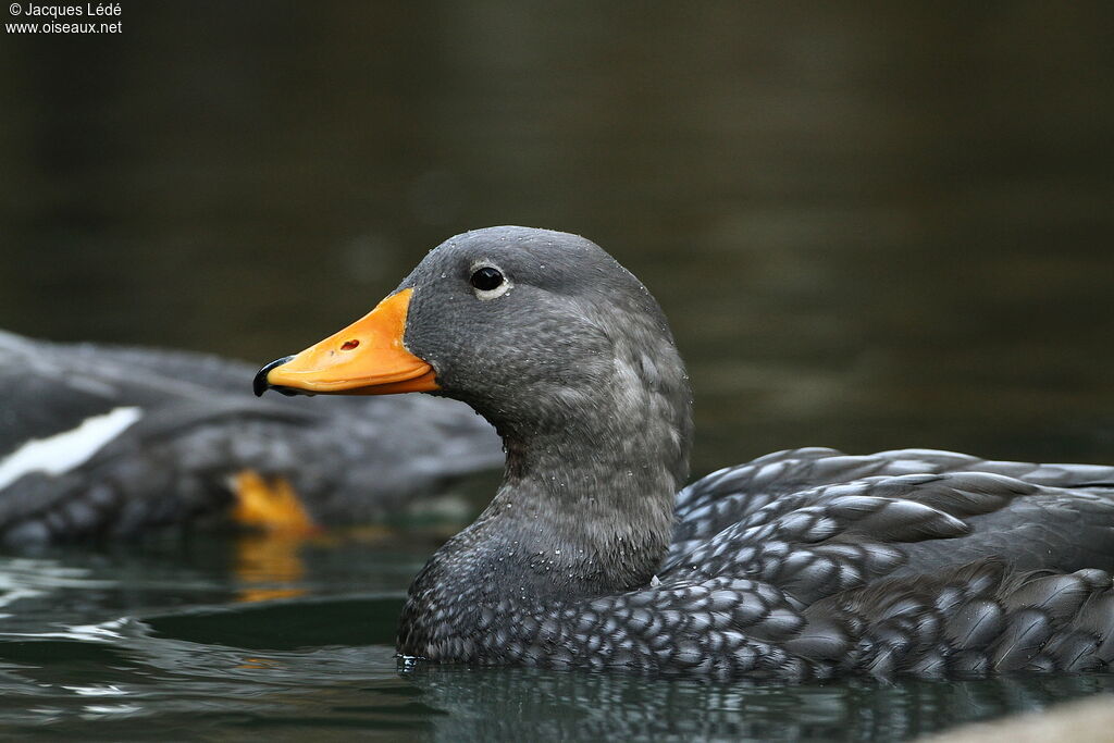 Fuegian Steamer Duck