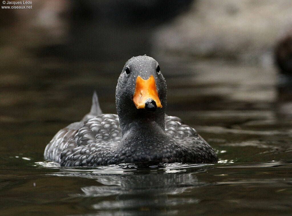 Fuegian Steamer Duck