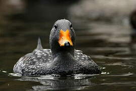 Fuegian Steamer Duck