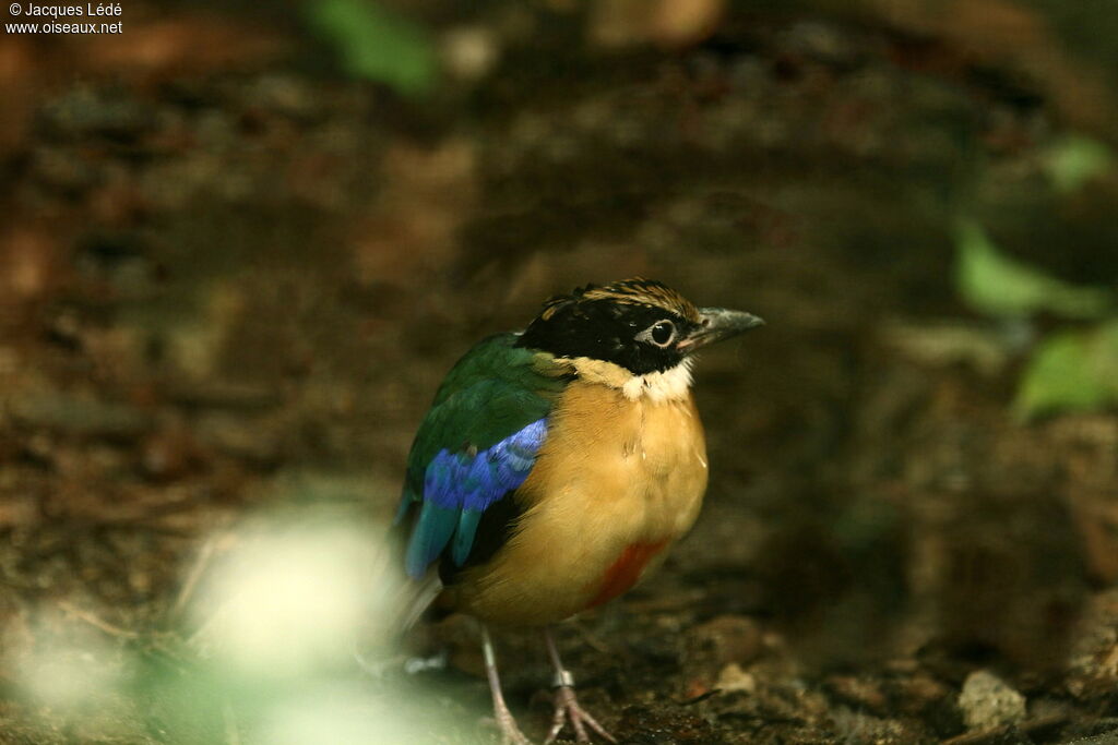 Blue-winged Pitta