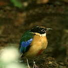 Brève à ailes bleues