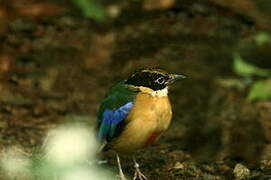 Blue-winged Pitta