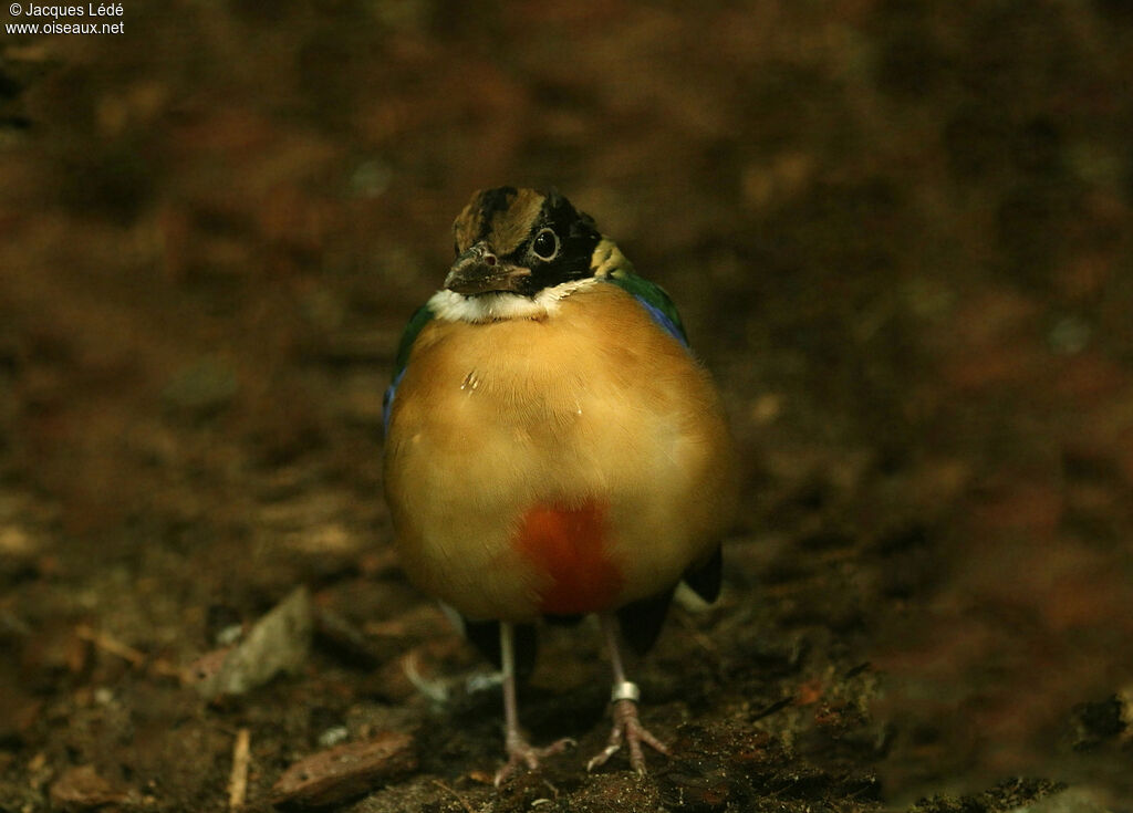 Blue-winged Pitta