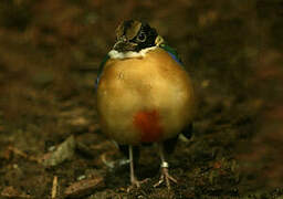 Blue-winged Pitta