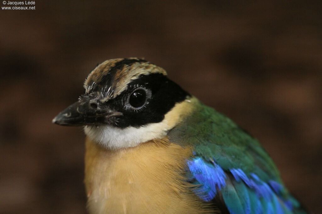 Blue-winged Pitta