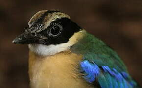 Blue-winged Pitta