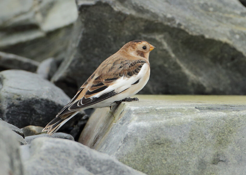 Snow Bunting