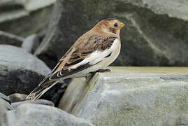 Snow Bunting