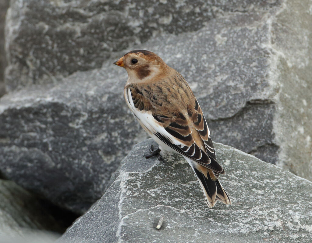 Snow Bunting