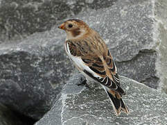 Snow Bunting