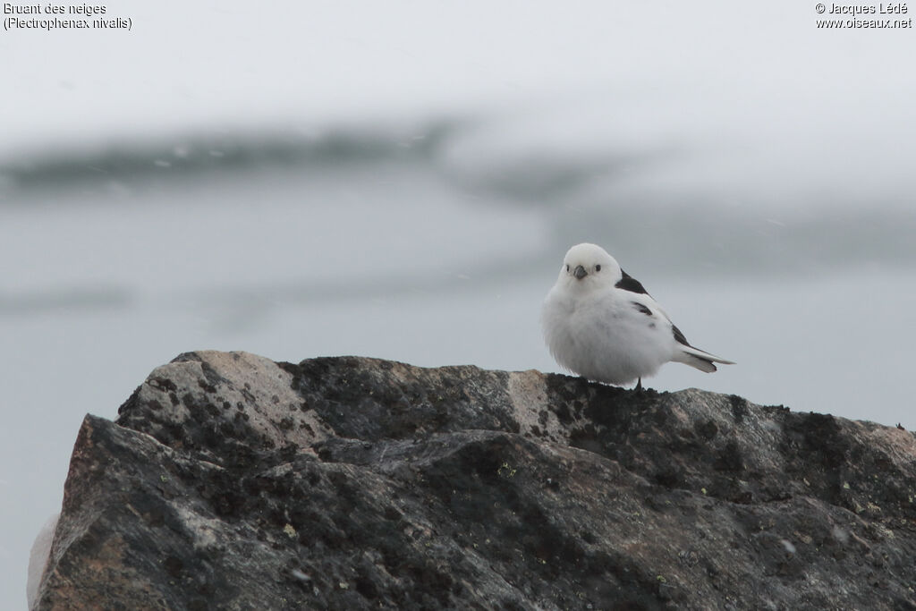 Snow Bunting