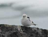 Bruant des neiges