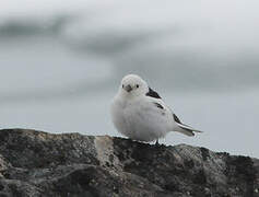 Snow Bunting