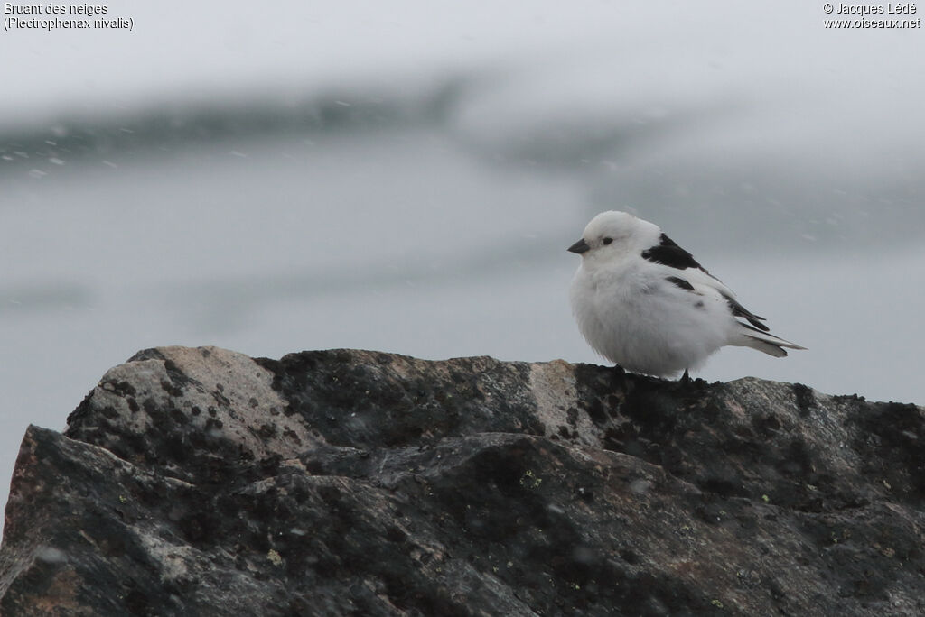 Bruant des neiges