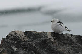 Bruant des neiges