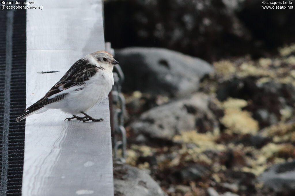 Snow Bunting