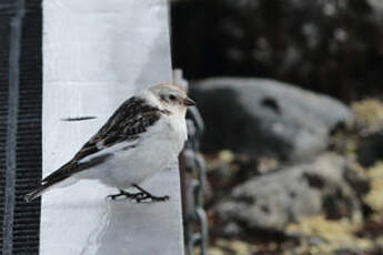 Bruant des neiges