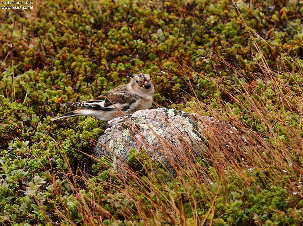 Snow Bunting