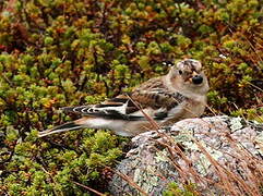 Snow Bunting