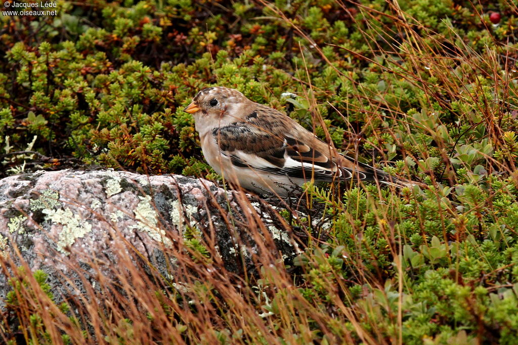 Snow Bunting