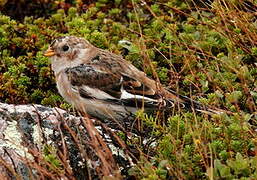 Snow Bunting