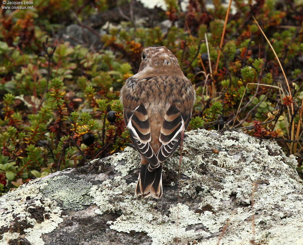 Snow Bunting