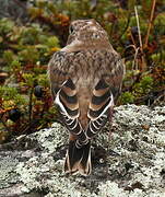 Snow Bunting