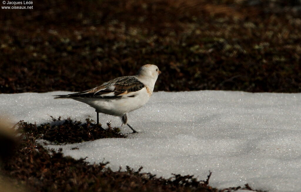 Bruant des neiges