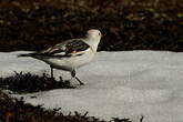 Bruant des neiges