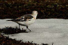 Snow Bunting