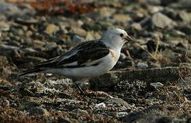 Snow Bunting