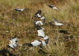 Snow Bunting