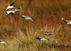 Snow Bunting