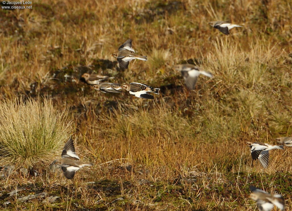 Snow Bunting