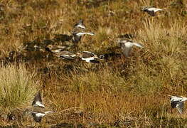 Snow Bunting