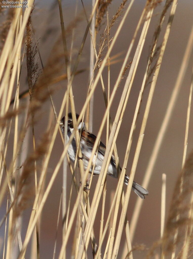 Common Reed Bunting