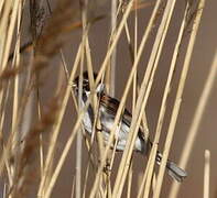 Common Reed Bunting