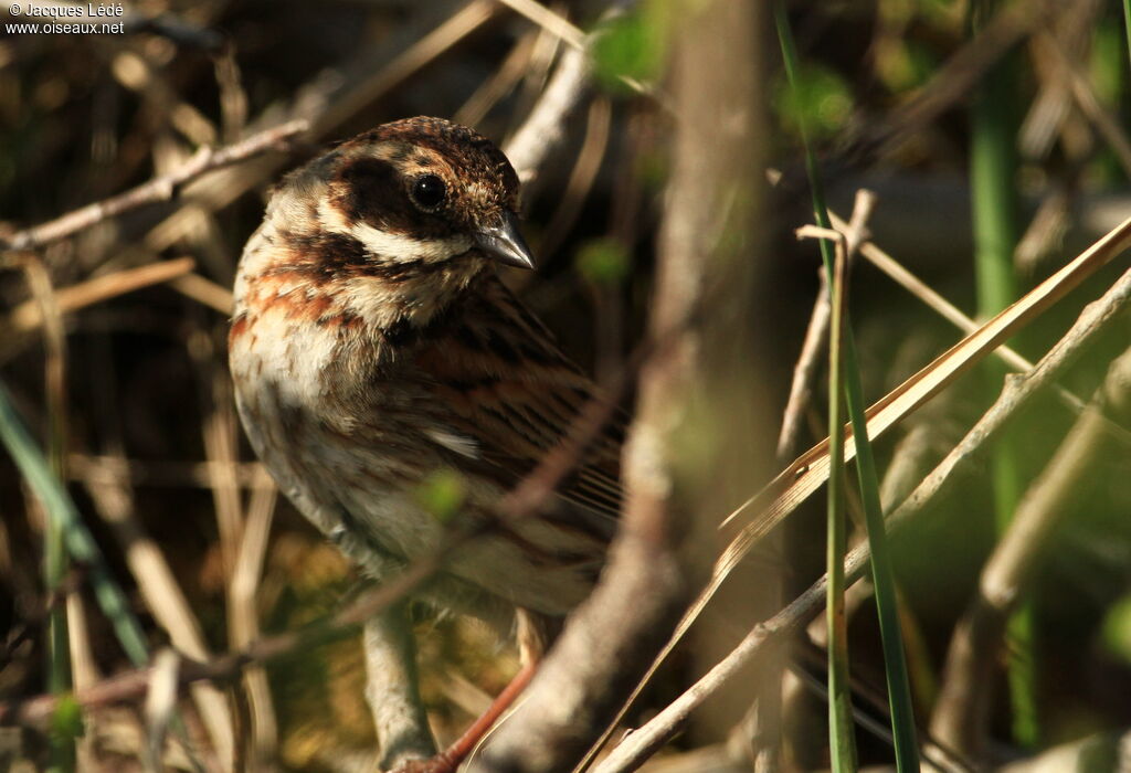 Common Reed Bunting