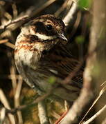 Common Reed Bunting