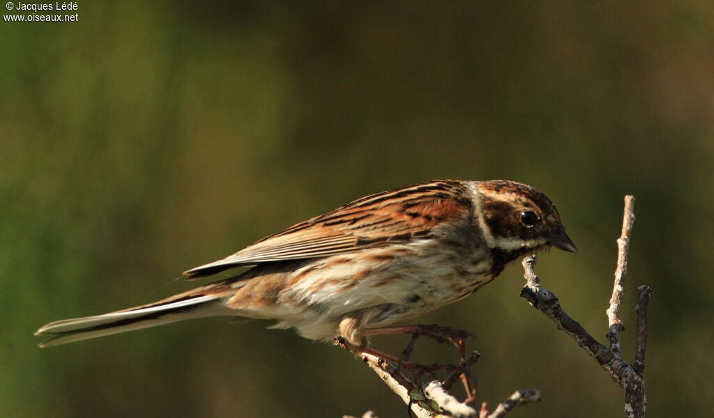 Bruant des roseaux