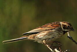 Common Reed Bunting