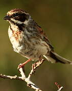 Common Reed Bunting