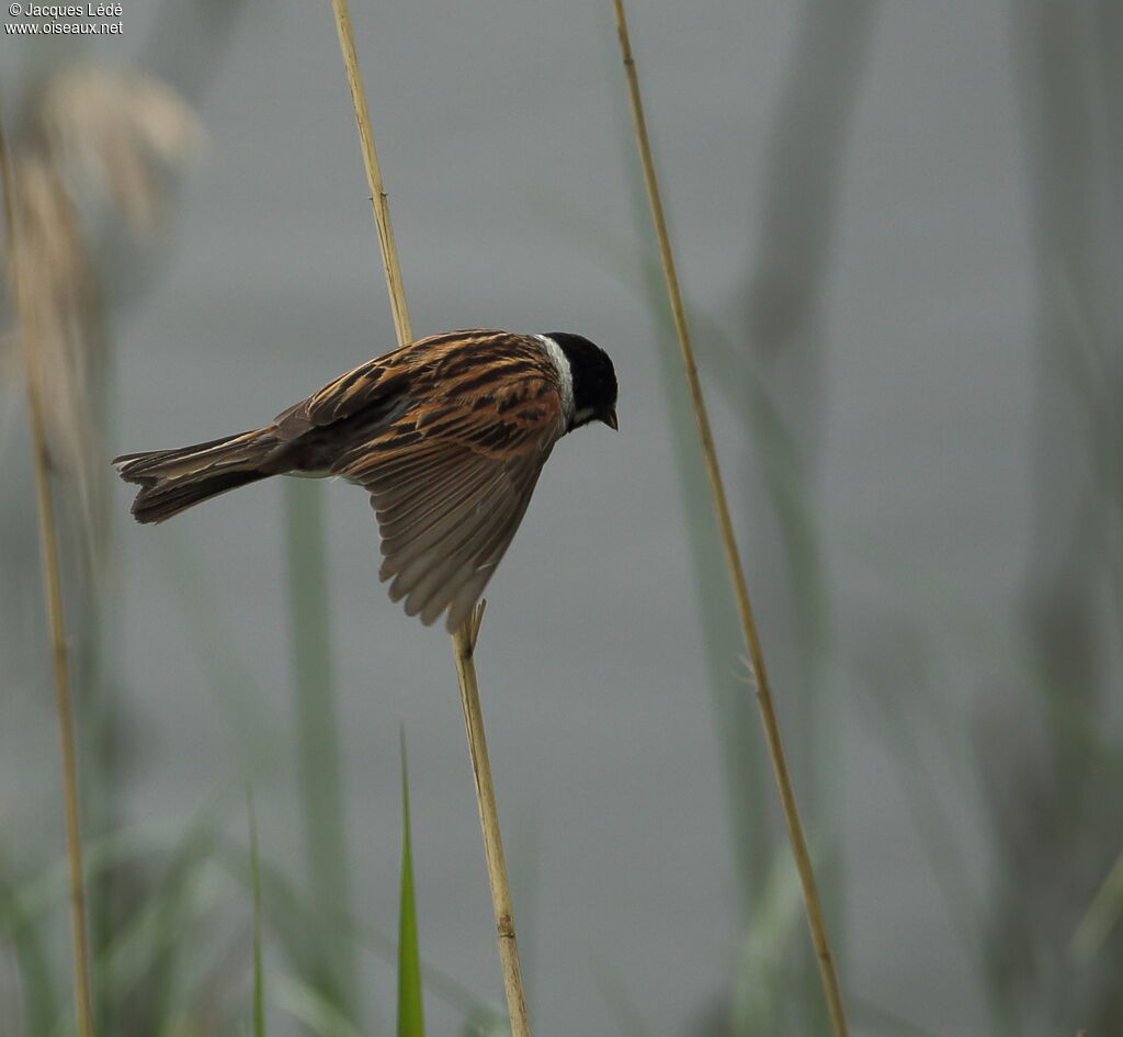 Common Reed Bunting