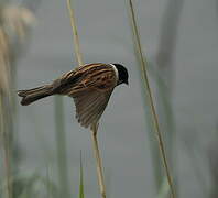 Common Reed Bunting