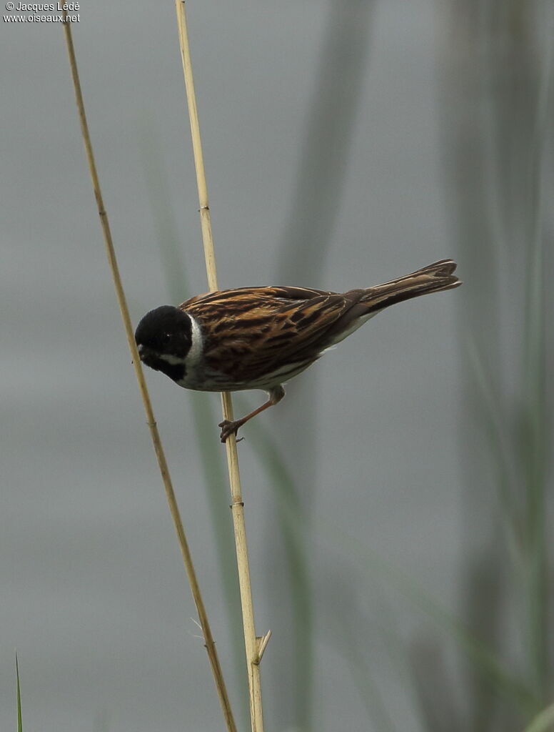 Common Reed Bunting